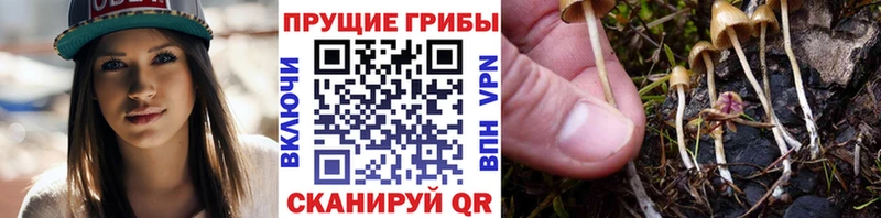 это наркотические препараты  закладки  Новоржев  Псилоцибиновые грибы Magic Shrooms 